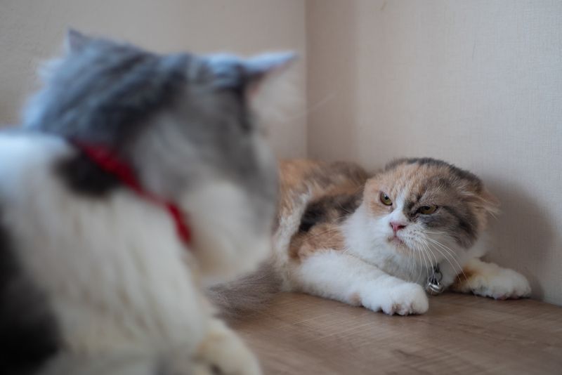 Hissing, Growling, or Yowling