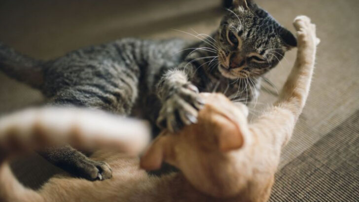 What Happened to My Peaceful Cats? 7 Signs They’re Feuding