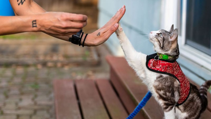 What Is Classical Conditioning for Cats? 7 Ways to Use It for Better Training