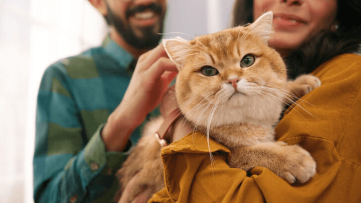 What Makes Cats Withdraw? 9 Emotional Causes