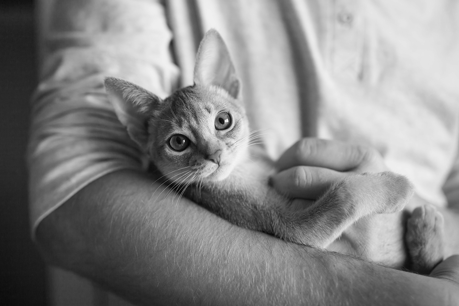 What is a fecal test for cats?