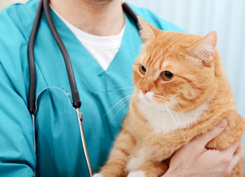Why is fecal testing important?