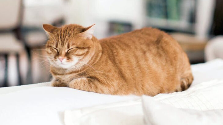 What’s With the Loafing? 7 Weird Reasons Cats Do It