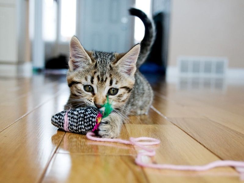 Most Cats Stop Growing Around 12–18 Months