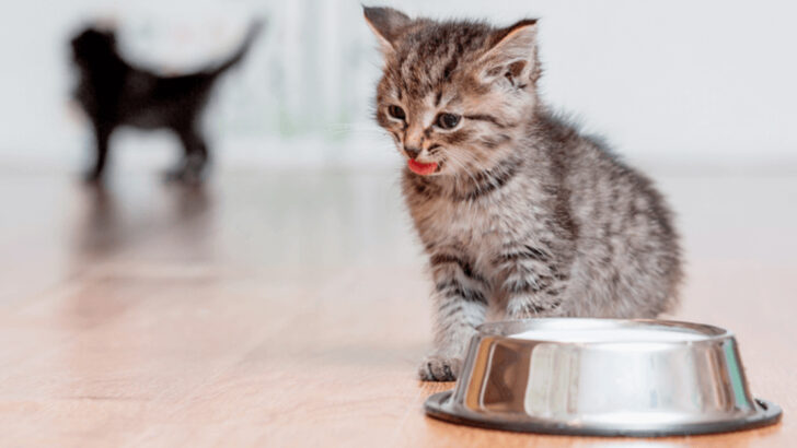 When Do Cats Stop Growing? 7 Facts About Their Growth Cycle