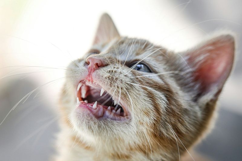Full Set of Baby Teeth