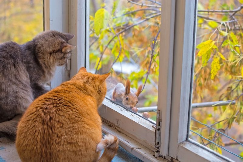 When They're Watching Birds or Squirrels