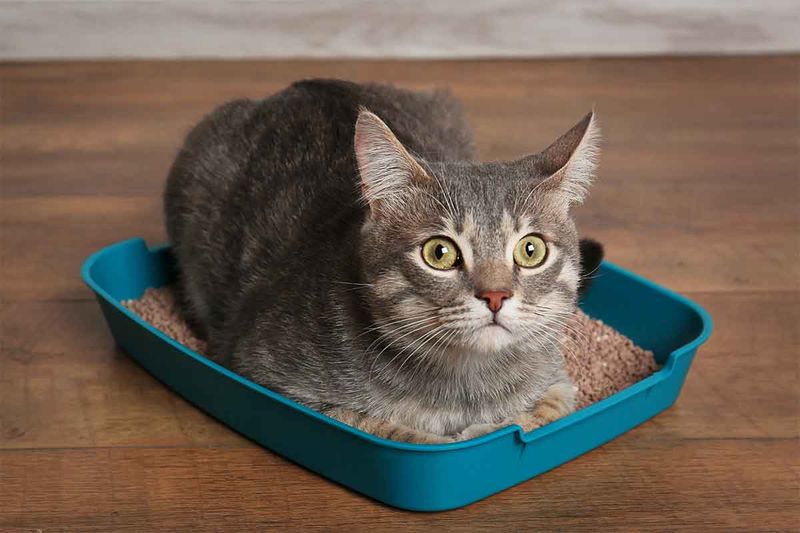 When They’re Using the Litter Box