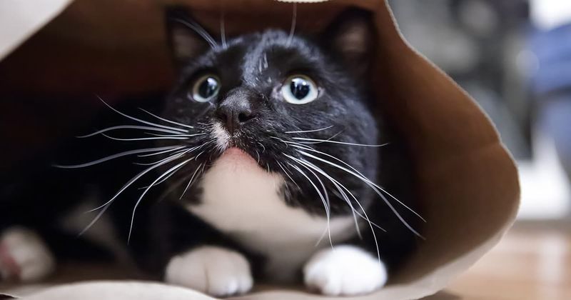 When They’ve Just Been Startled