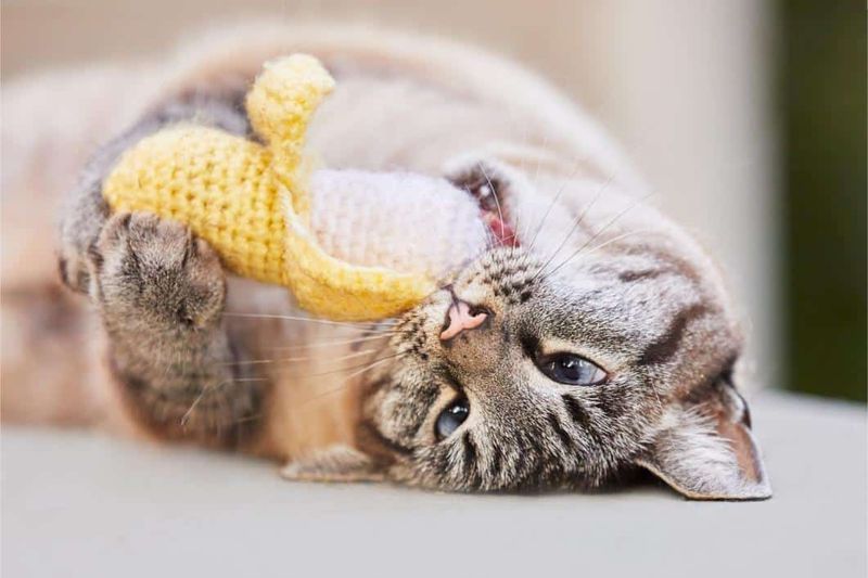 While They're Using Their Favorite Toy