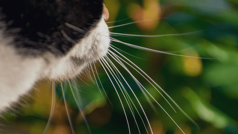 Whisker Position