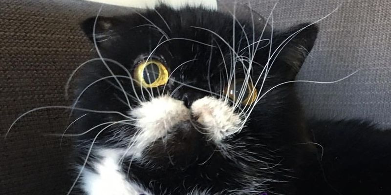 Whiskerface