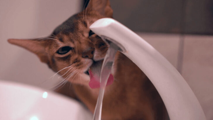 Why Are Cat Tongues So Weird? These 7 Facts Might Shock You!