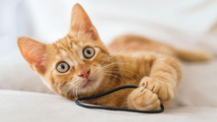 Why Cats Steal Your Hair Ties: 7 Adorable Reasons