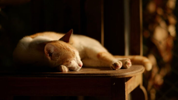 Why Does My Cat Meow at Night? 6 Reasons & 6 Ways to Prevent It