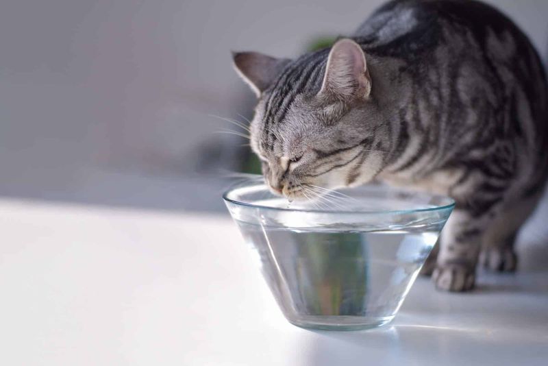 Dehydration