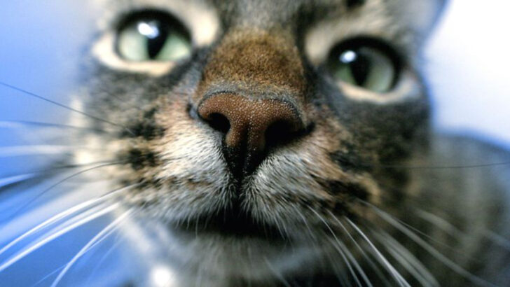 Why Is My Cat’s Nose Dry? 7 Possible Concerns
