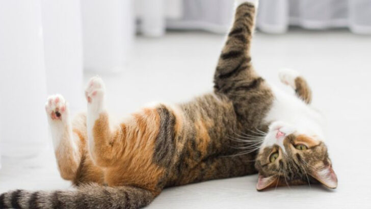 Why Is My Female Cat Always in Heat? 9 Possible Explanations