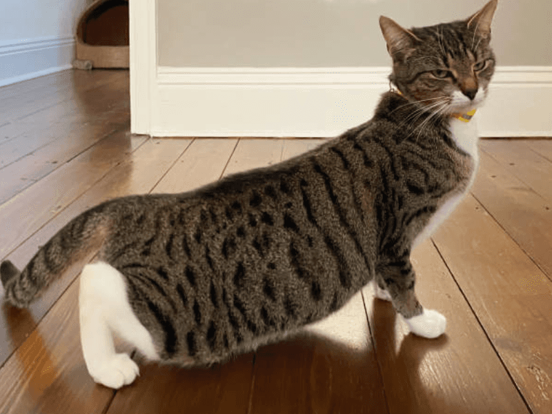 She’s Not Spayed