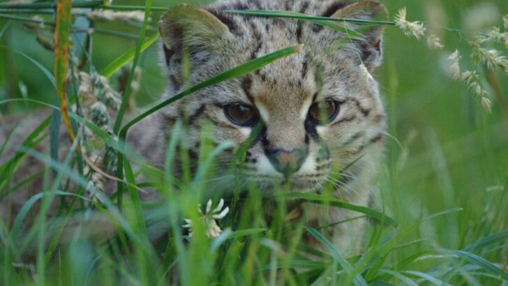 7 Wild Cats That Are Surprisingly Smaller Than House Cats
