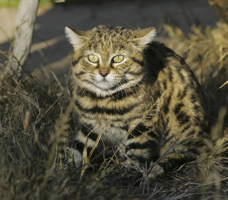 Black-footed Cat (Felis nigripes)