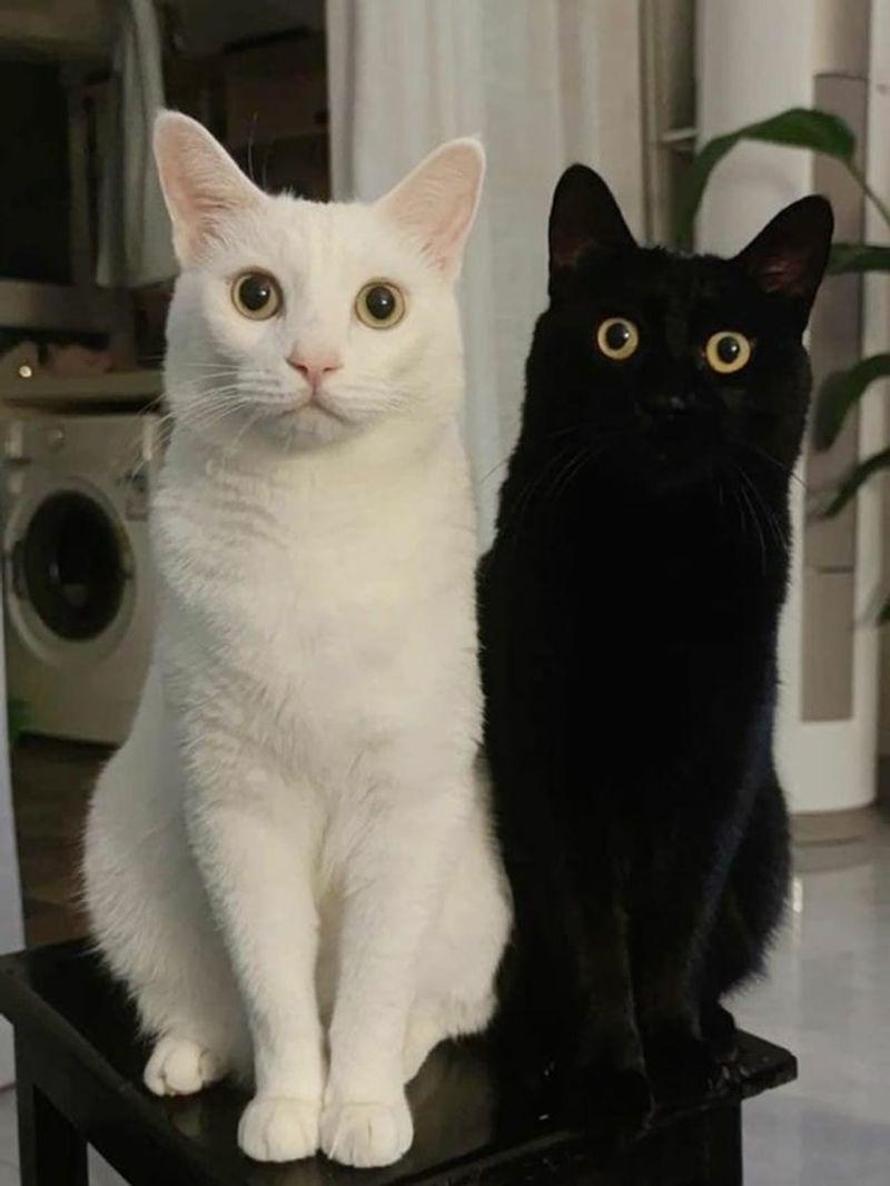 Balance and Harmony in the Home