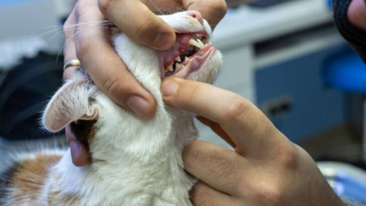 Why is My Cat Side Chewing? 5 Reasons & 5 Ways to Help