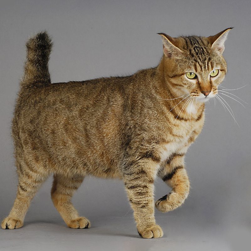 Naturally Short Tails