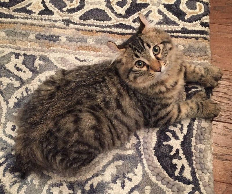Dog-Like Traits, Cat-Like Grace
