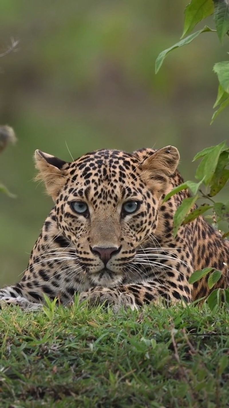 Wildlife Photographer or Filmmaker