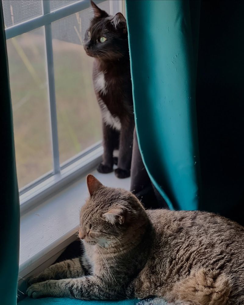 Window Bird Watching