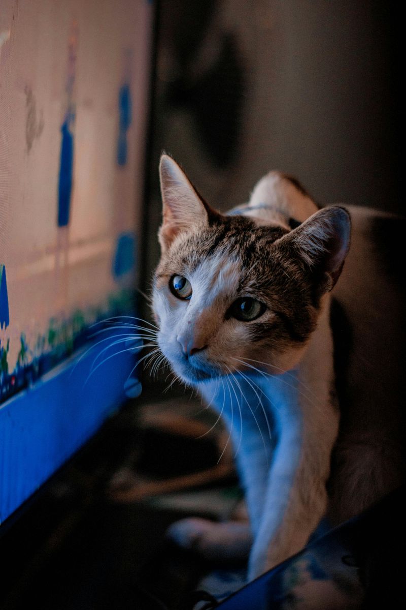 Cat TV (YouTube videos for cats)