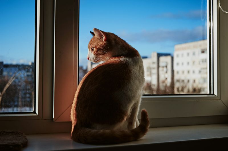 Window Supervisor