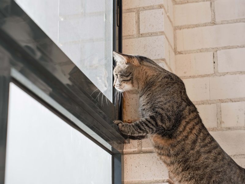 Window Watching Companions