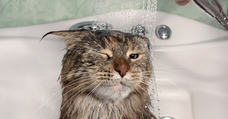 Bathe Only If Necessary