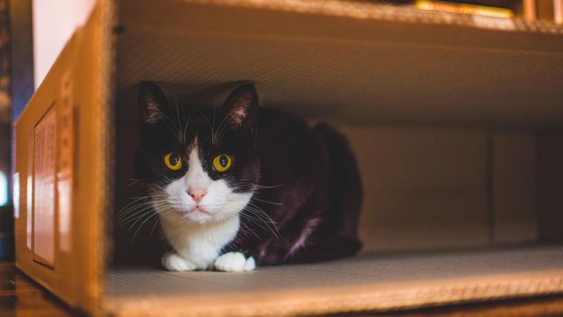 Withdrawal and Hiding