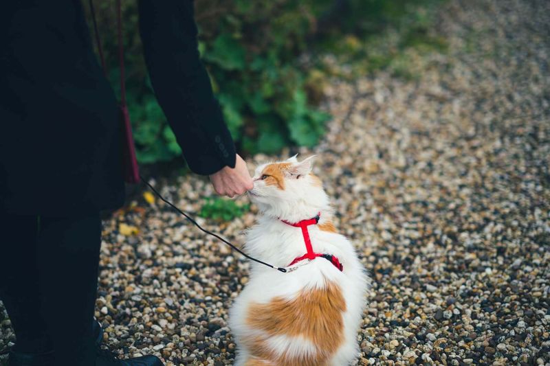 Start with a Harness and Leash