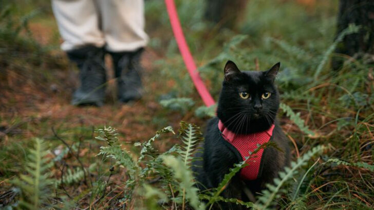 Worried About Letting Your Cat Out? These 8 Tips Will Ease Your Mind