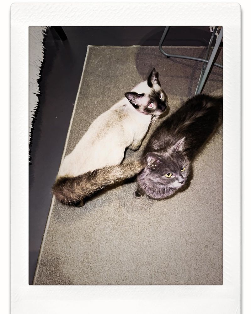 You’ve Got More Cat Photos Than Coworkers Do of Their Kids