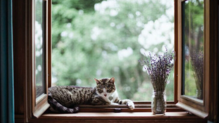 Your Cat’s Favorite Window Isn’t Random — 8 Things That Influence Their Choice