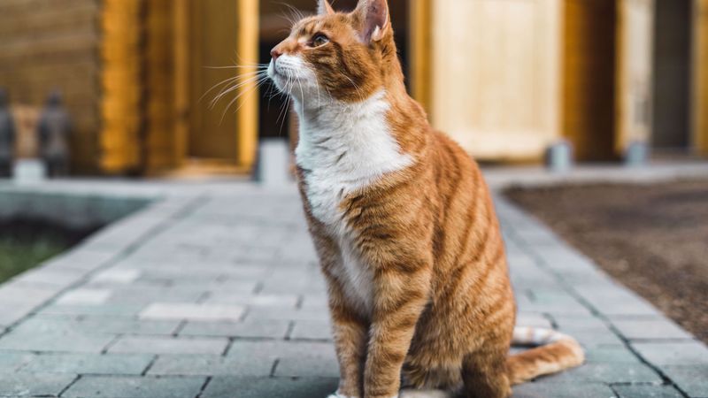You Bring Up Your Cat in Every Conversation