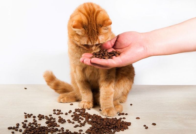Cats Dislike Certain Smells Intensely