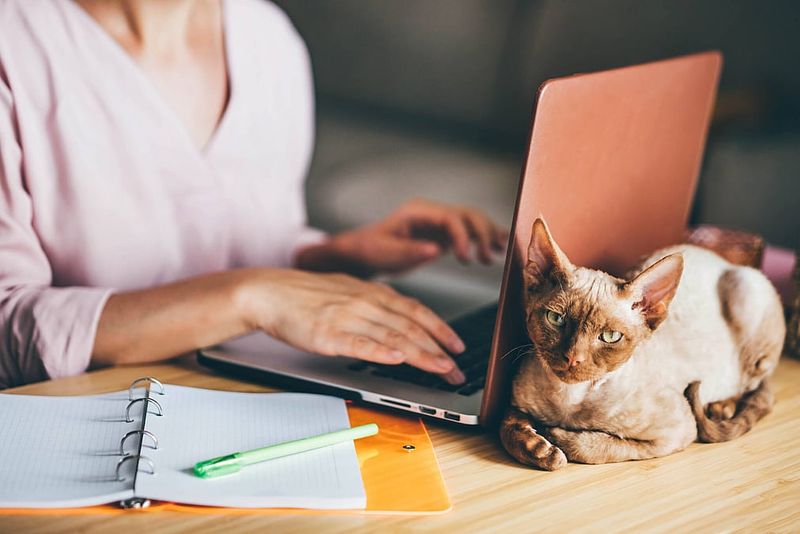 You’ve Suggested a “Bring Your Cat to Work Day”