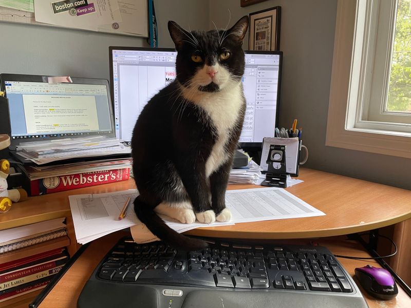 Your Slack Status Is Often Cat-Related