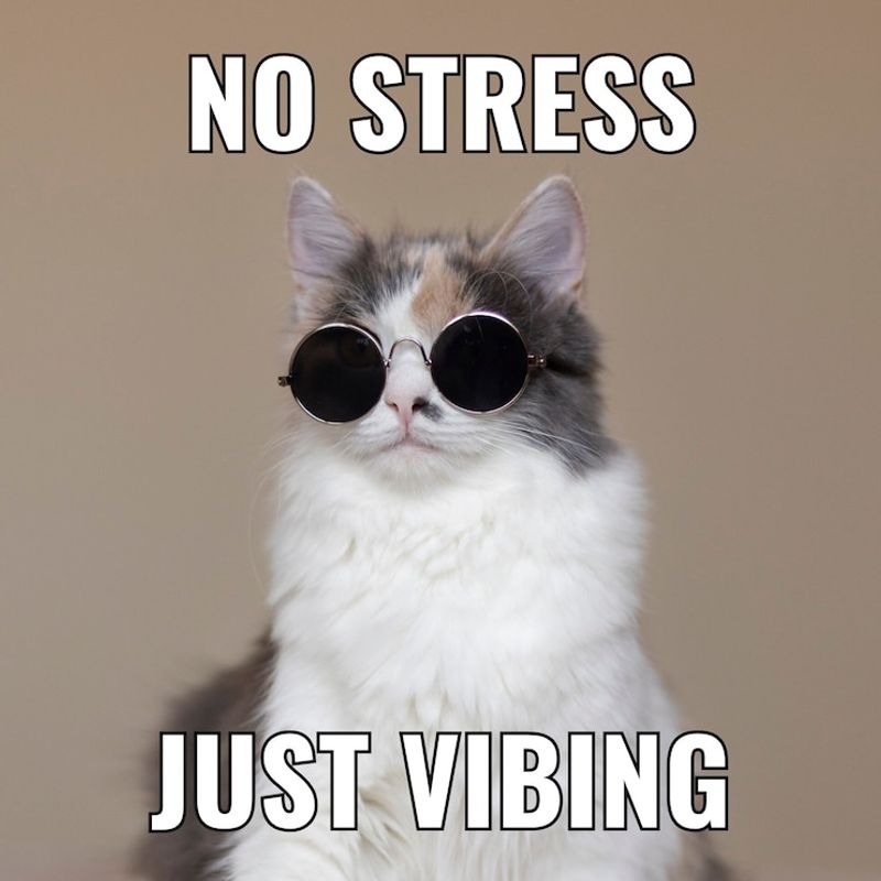 Everyone Tags You in Cat Memes
