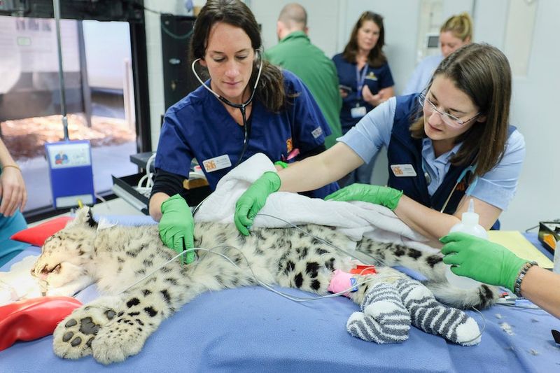 Wildlife Veterinarian