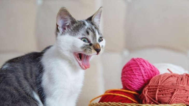 Beware! 10 Household Items That Could Be Dangerous for Cats