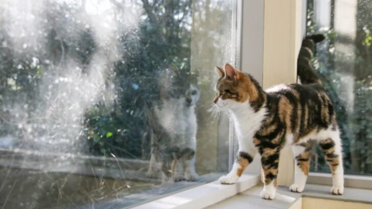 Bringing a Feral Cat Indoors — 11 Ways to Make Them Feel at Ease