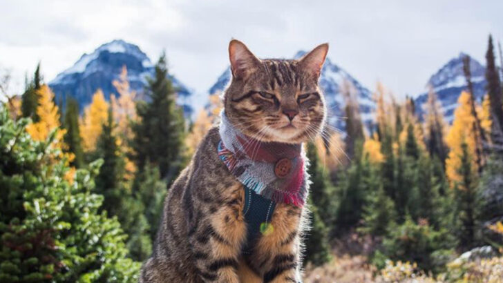 Cat Hiking 101 — 7 Tips for the Perfect Trail Trip