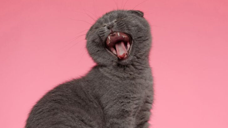Check Out These 14 Hilarious Cat Name Ideas!